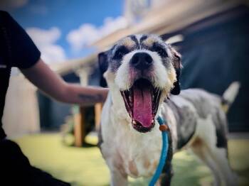 LAYLA -  Australian Shepherd and Mixed Breed Dog for Adoption in Orlando, Florida - LAYLA | PetCurious