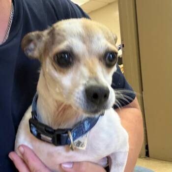 Marco -  Chihuahua Dog for Adoption in Birmingham, Alabama - Marco | PetCurious