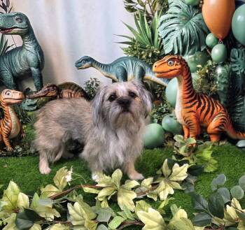 Breve -  Shih Tzu Dog for Adoption in Phoenix, Arizona - Breve | PetCurious