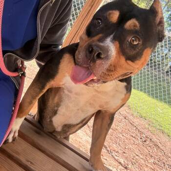 Chilli -  Mixed Breed Dog for Adoption in Greenville, South Carolina - Chilli | PetCurious