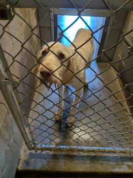 Mack -  Spinone Italiano and Wirehaired Pointing Griffon Dog for Adoption in Hermiston, Oregon - Mack | PetCurious