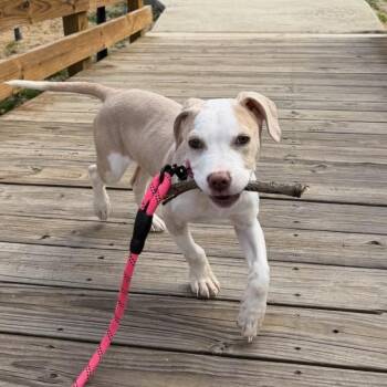 Pit Bull Terrier Dogs Available for Adoption - Rumble | PetCurious