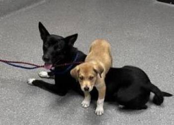 Mona -  Mixed Breed Dog for Adoption in Greenfield, Indiana - Mona | PetCurious