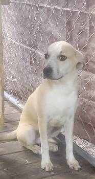 Rescue Catahoula Leopard Dog Dogs for Adoption in Manchester, Connecticut - Peaches | PetCurious