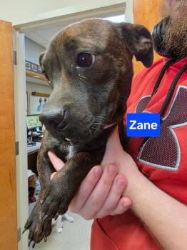 Rescue Boston Terrier and Dachshund Dogs for Adoption in Sudbury, Massachusetts - Zane | PetCurious
