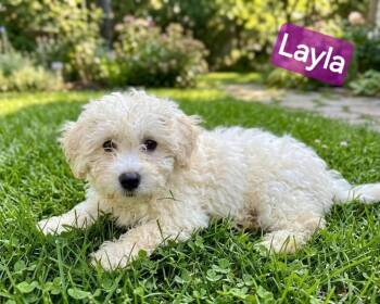 Havanese Dogs Available for Adoption in Wheelersburg, Ohio - Layla | PetCurious