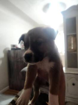 Shepherd and Pit Bull Terrier Dogs Available for Adoption in Calgary, Alberta - Big Mamba | PetCurious