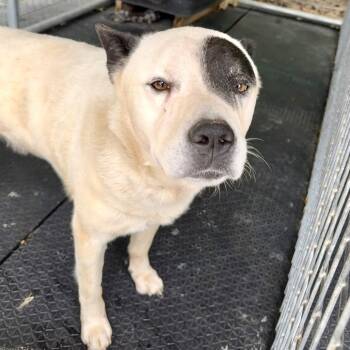 Chief -  Mixed Breed Dog for Adoption in Evensville, Tennessee - Chief | PetCurious