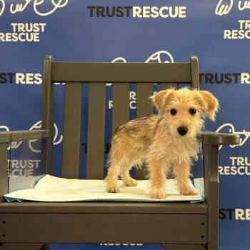 DAKOTA -  Terrier Dog for Adoption in Waterford, New Jersey - DAKOTA | PetCurious