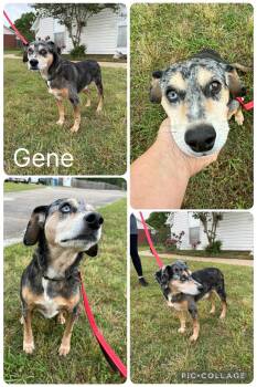 Beagle and Catahoula Leopard Dog Dogs Available for Adoption in Enterprise, Alabama - Gene | PetCurious