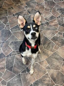 Serafina -  Terrier Dog for Adoption in Sterling Heights, Michigan - Serafina | PetCurious