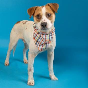 Australian Cattle Dog Blue Heeler and Mixed Breed Dogs Available for Adoption - COFFEE | PetCurious