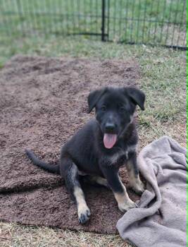 Poppy -  German Shepherd Dog Dog for Adoption in Winston-salem, North Carolina - Poppy | PetCurious