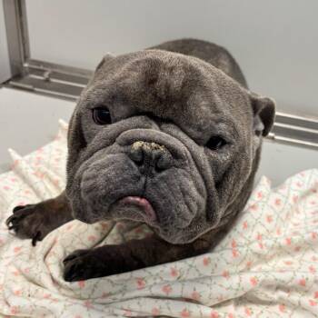 Gandalf -  Mixed Breed Dog for Adoption in Allentown, Pennsylvania - Gandalf | PetCurious