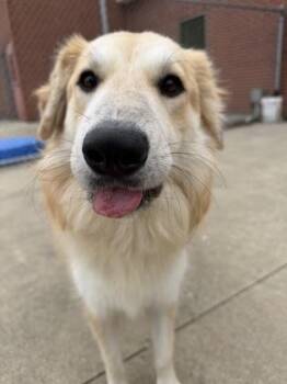 Empress Wagglebottom -  Great Pyrenees and Mixed Breed Dog for Adoption in Westland, Michigan - Empress Wagglebottom | PetCurious