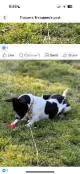 Rescue American Staffordshire Terrier and Boston Terrier Dogs for Adoption in Chattanooga, Tennessee - Oreo | PetCurious