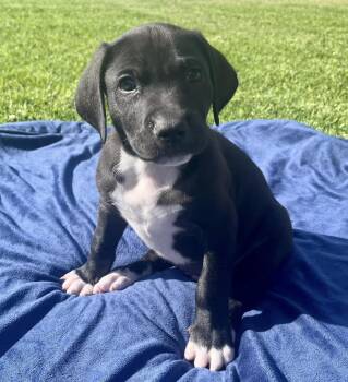 Chocolate Labrador Retriever Dogs Available for Adoption in El Cajon, California - Caterpillar  | PetCurious