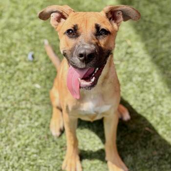 Scrappy -  American Staffordshire Terrier and Mixed Breed Dog for Adoption in San Antonio, Texas - Scrappy | PetCurious