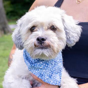 Rowdy (Male) Avail 8/15 -  Shih Tzu Dog for Adoption in West Grove, Pennsylvania - Rowdy (Male) Avail 8/15 | PetCurious