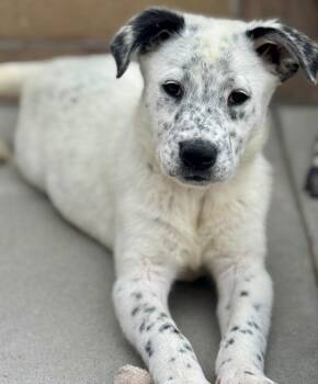 Biertan -  Australian Cattle Dog Blue Heeler and Shepherd Dog for Adoption in Fort Lupton, Colorado - Biertan | PetCurious