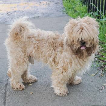 Shih Tzu and Mixed Breed Dogs Available for Adoption - SPUNKY | PetCurious