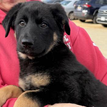 German Shepherd Dog Dogs Available for Adoption - Power Outage | PetCurious