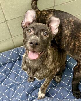 Pit Bull Terrier Dogs Available for Adoption - Betty Spaghetti | PetCurious