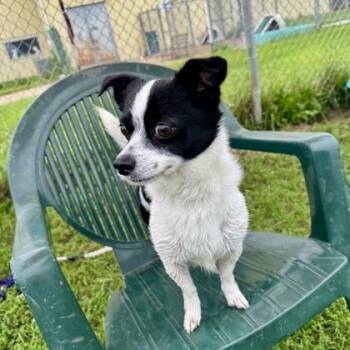 Ash -  Chihuahua Dog for Adoption in Mineral Point, Wisconsin - Ash | PetCurious