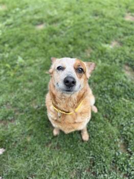 Cattle Dog Dogs Available for Adoption in South Charleston, Ohio - Chili | PetCurious