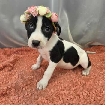 Australian Cattle Dog Blue Heeler Dogs Available for Adoption in Foley, Alabama - Stephanie | PetCurious