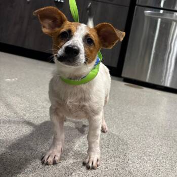 Pickle -  Jack Russell Terrier and Mixed Breed Dog for Adoption in Tampa, Florida - Pickle | PetCurious