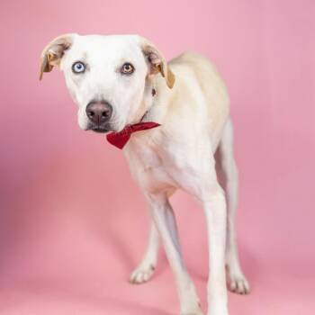 Bronson -  Mixed Breed Dog for Adoption in Portland, Oregon - Bronson | PetCurious
