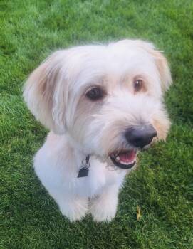Kinsley -  Wheaten Terrier Dog for Adoption in Mundelein, Illinois - Kinsley | PetCurious