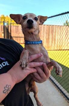 Mater -  Chihuahua and Mixed Breed Dog for Adoption in Eugene, Oregon - Mater | PetCurious