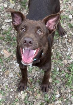 Labrador Retriever and Mixed Breed Dogs Available for Adoption - Bronnie | PetCurious