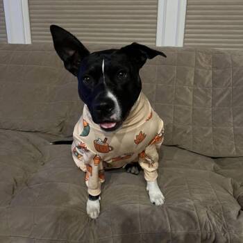 Bagel -  Mixed Breed and Pit Bull Terrier Dog for Adoption in East Hanover, New Jersey - Bagel | PetCurious
