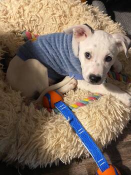 Rescue Mixed Breed Dogs for Adoption in Alma, Michigan - Spudz (Acorn) | PetCurious