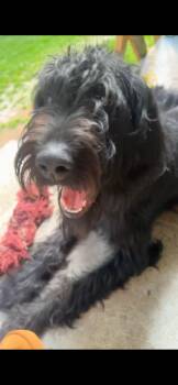 Emmy -  Labradoodle Dog for Adoption in Tyler Hill, Pennsylvania - Emmy | PetCurious