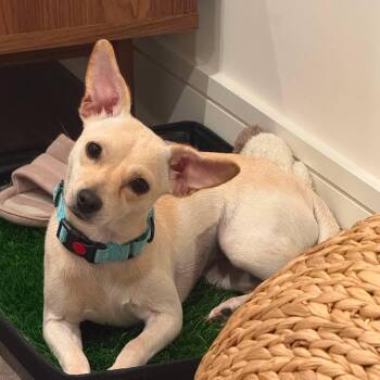 April -  Chihuahua Dog for Adoption in Houston, Texas - April | PetCurious