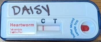 Mixed Breed Dogs Available for Adoption in Blue Ridge, Georgia - Daisy | PetCurious