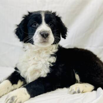 Border Collie Dogs Available for Adoption - Bloom | PetCurious