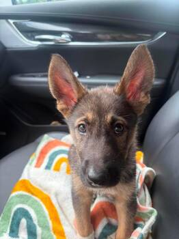 Leo -  German Shepherd Dog Dog for Adoption in Cambridge, Ontario - Leo | PetCurious