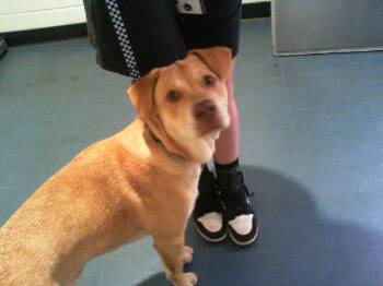 A1267274 -  Labrador Retriever and Mixed Breed Dog for Adoption in Charlotte, North Carolina - A1267274 | PetCurious