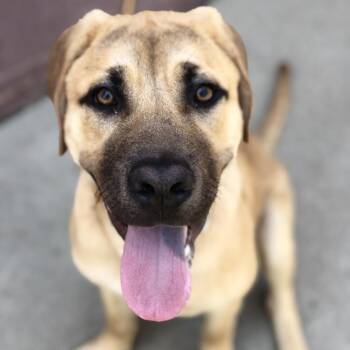 Duke Richard -  Mountain Cur Dog for Adoption in St. Louis, Missouri - Duke Richard | PetCurious