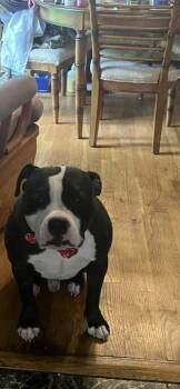Axis -  Mixed Breed Dog for Adoption in Chamblee, Georgia - Axis | PetCurious