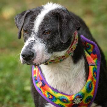 Anjelica -  Hound Dog for Adoption in Lambertville, New Jersey - Anjelica | PetCurious