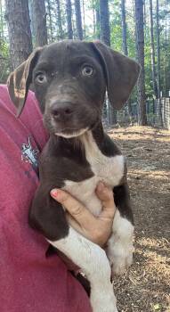 German Shorthaired Pointer and Labrador Retriever Dogs Available for Adoption in York, South Carolina - Remi | PetCurious