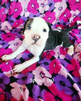 Boxer Dogs Available for Adoption in Monticello, New York - Veg Litter - Sprout | PetCurious