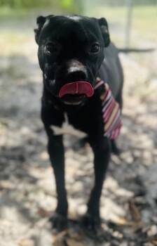 Buttons -  Terrier Dog for Adoption in Gulfport, Mississippi - Buttons | PetCurious
