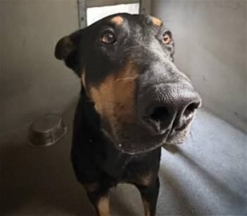 MILES -  Doberman Pinscher Dog for Adoption in San Bernardino, California - MILES | PetCurious